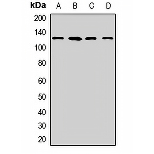 LRP130 Rabbit Polyclonal Antibody