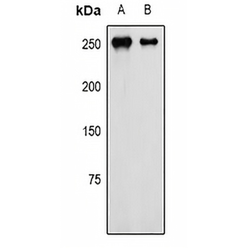 NG2 Rabbit Polyclonal Antibody