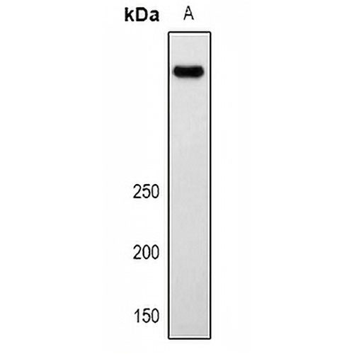 LRP2 Rabbit Polyclonal Antibody