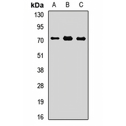 Plastin Rabbit Polyclonal Antibody