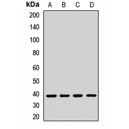 ASNA1 Rabbit Polyclonal Antibody