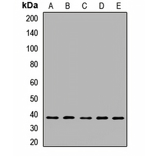 CapZ alpha-1 Rabbit Polyclonal Antibody