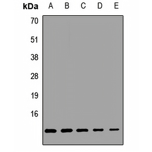 COX6A1 Rabbit Polyclonal Antibody