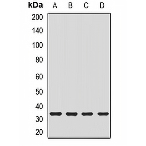 Mu-crystallin Rabbit Polyclonal Antibody