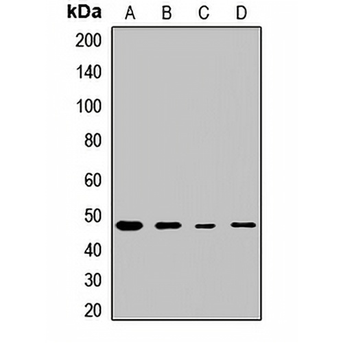 EIF4A2 Rabbit Polyclonal Antibody