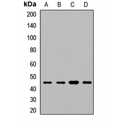 Beta-enolase Rabbit Polyclonal Antibody