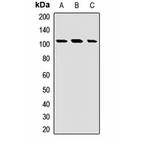 EXTL3 Rabbit Polyclonal Antibody