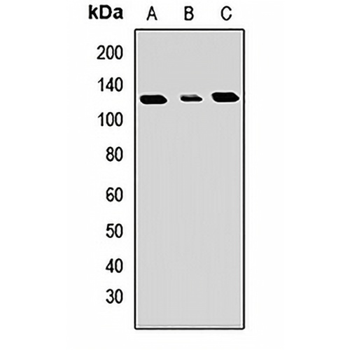 GART Rabbit Polyclonal Antibody