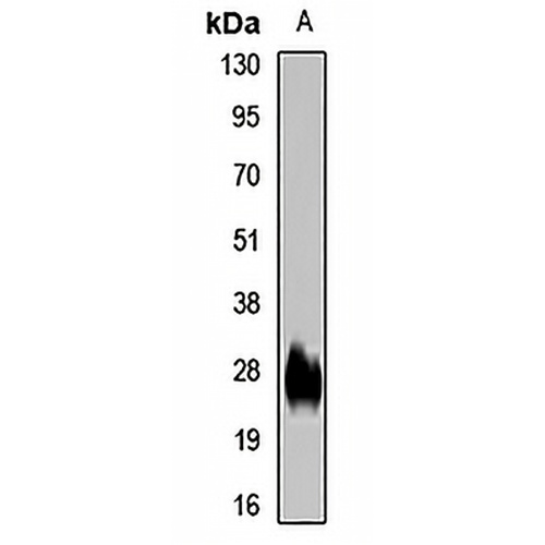 GPS2 Rabbit Polyclonal Antibody