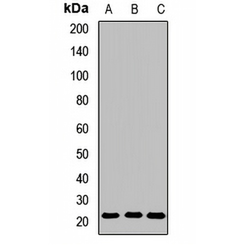 GPx-7 Rabbit Polyclonal Antibody