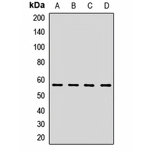 HMGCS1 Rabbit Polyclonal Antibody