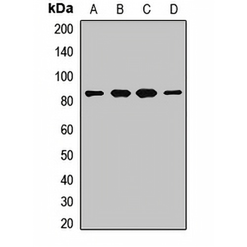 MUT Rabbit Polyclonal Antibody