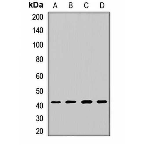 DRG1 Rabbit Polyclonal Antibody