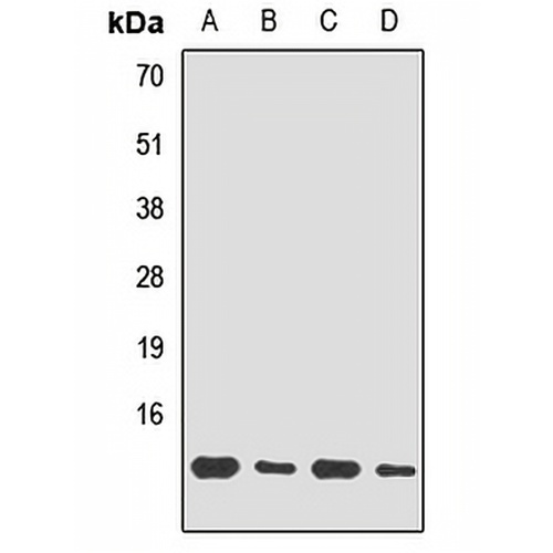 UBL3 Rabbit Polyclonal Antibody