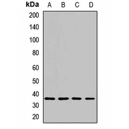 PP1 gamma Rabbit Polyclonal Antibody