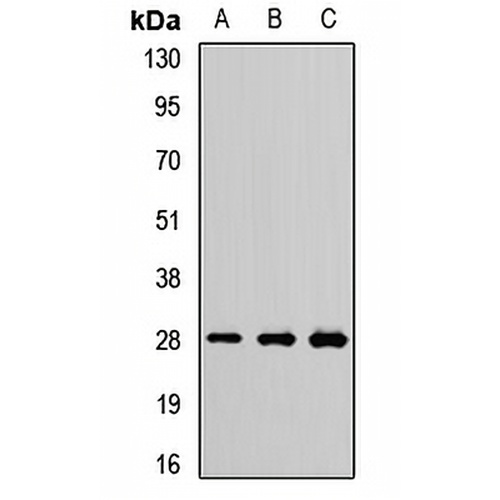 PSMA7 Rabbit Polyclonal Antibody