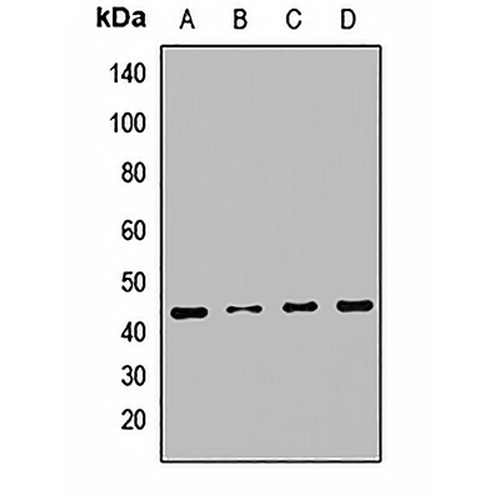 RNH1 Rabbit Polyclonal Antibody