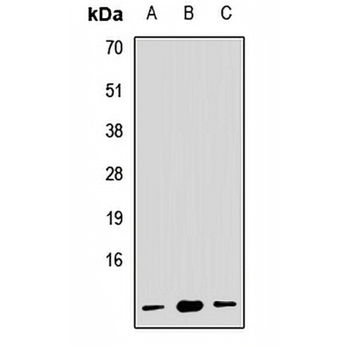 RPL19 Rabbit Polyclonal Antibody