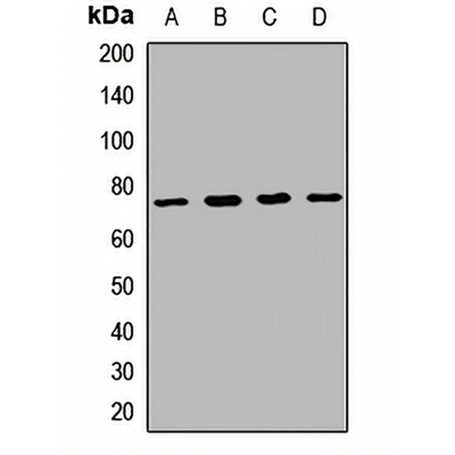 PIT1 Rabbit Polyclonal Antibody