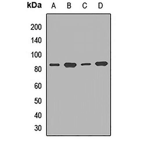 TCF12 Rabbit Polyclonal Antibody