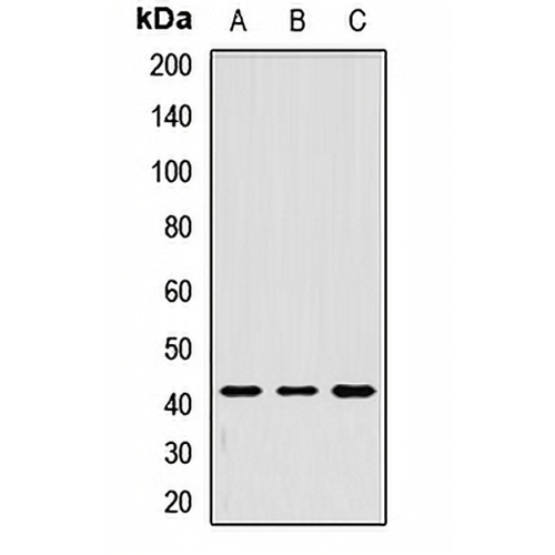 Tropomodulin-1 Rabbit Polyclonal Antibody