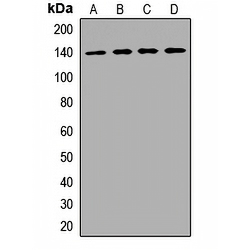 VARS Rabbit Polyclonal Antibody