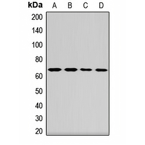 STAM1 Rabbit Polyclonal Antibody