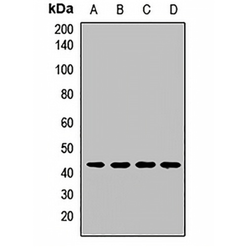 EIF3G Rabbit Polyclonal Antibody
