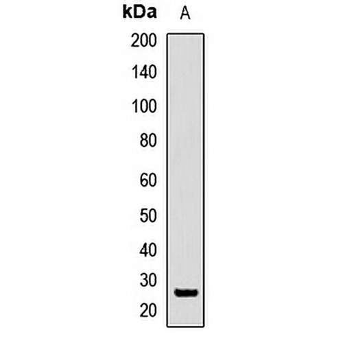 SFRS9 Rabbit Polyclonal Antibody