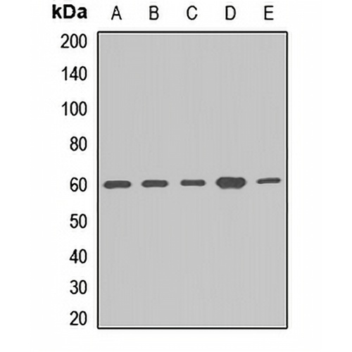 APPBP1 Rabbit Polyclonal Antibody