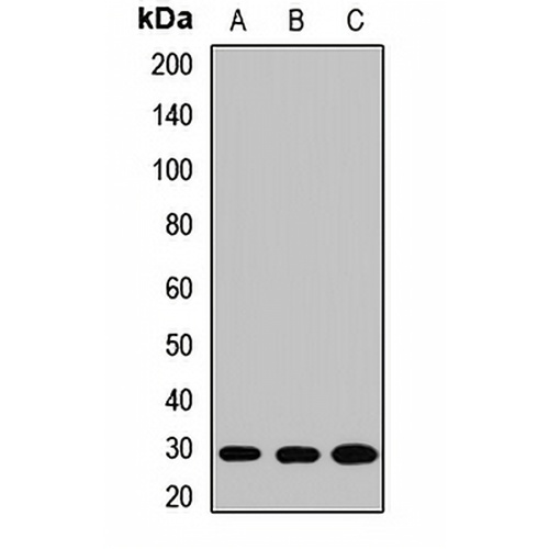 SNAP29 Rabbit Polyclonal Antibody