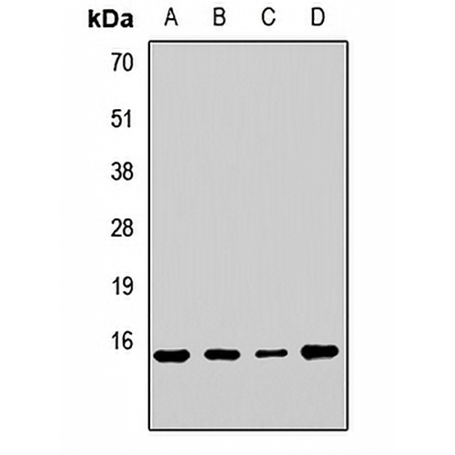 RPL23 Rabbit Polyclonal Antibody