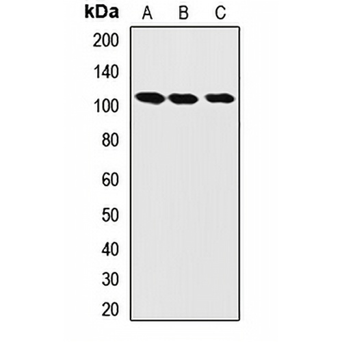 LONP1 Rabbit Polyclonal Antibody