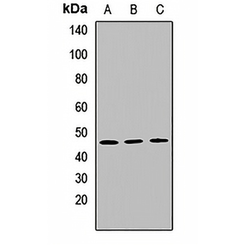 PMPCB Rabbit Polyclonal Antibody