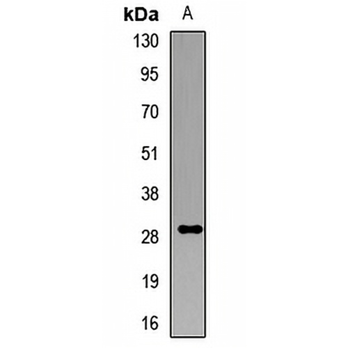 GS28 Rabbit Polyclonal Antibody