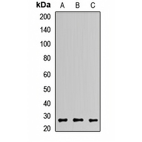 GS27 Rabbit Polyclonal Antibody