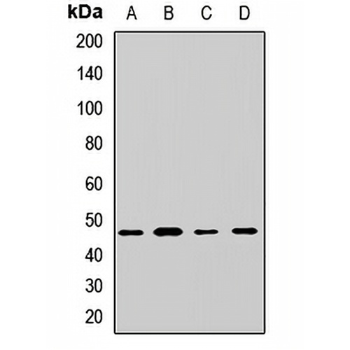 EIF4A3 Rabbit Polyclonal Antibody