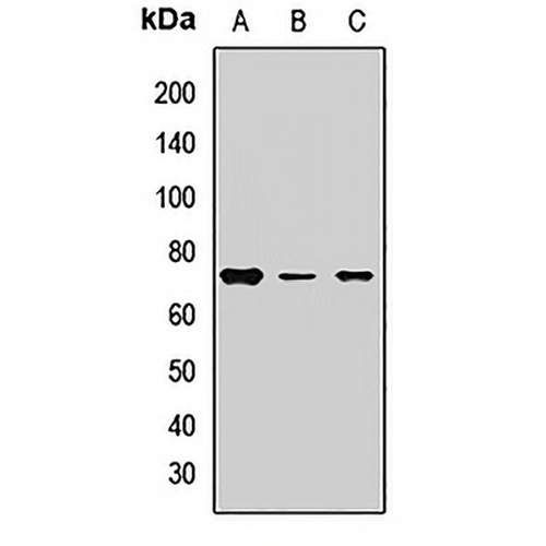 Harmonin Rabbit Polyclonal Antibody