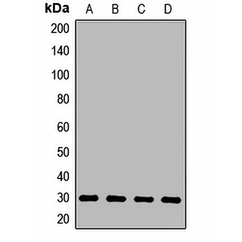 PQBP1 Rabbit Polyclonal Antibody