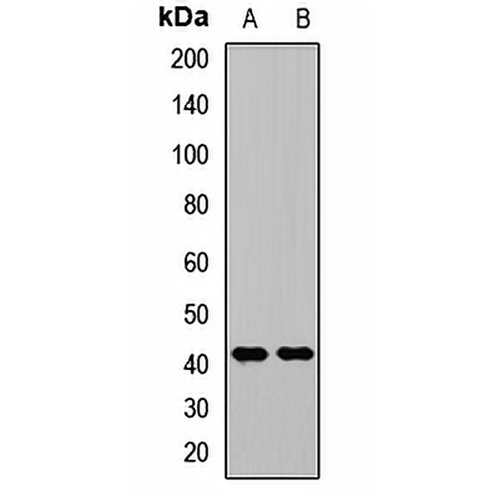 RCL1 Rabbit Polyclonal Antibody