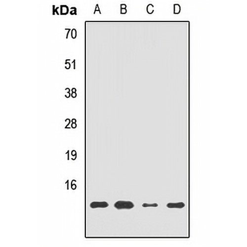 HRSP12 Rabbit Polyclonal Antibody