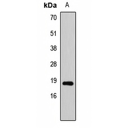 SAP18 Rabbit Polyclonal Antibody