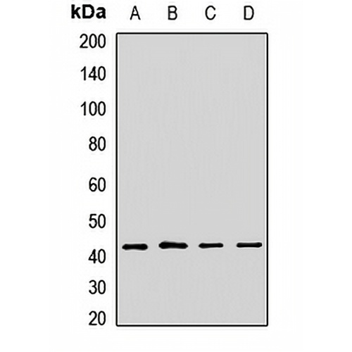 EIF3M Rabbit Polyclonal Antibody