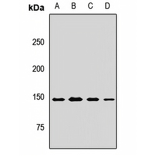 MYBBP1A Rabbit Polyclonal Antibody