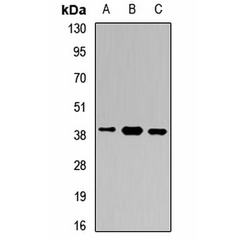 GNB5 Rabbit Polyclonal Antibody