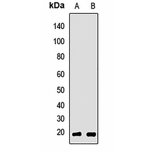 RBBP9 Rabbit Polyclonal Antibody