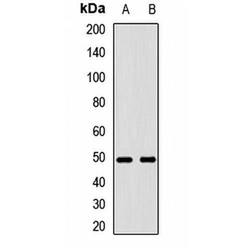 EDAR Rabbit Polyclonal Antibody