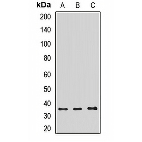 TOM34 Rabbit Polyclonal Antibody