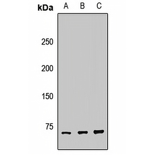 Tara Rabbit Polyclonal Antibody