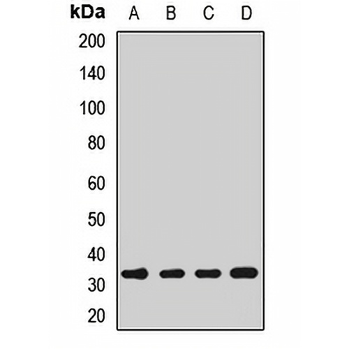 PHB2 Rabbit Polyclonal Antibody
